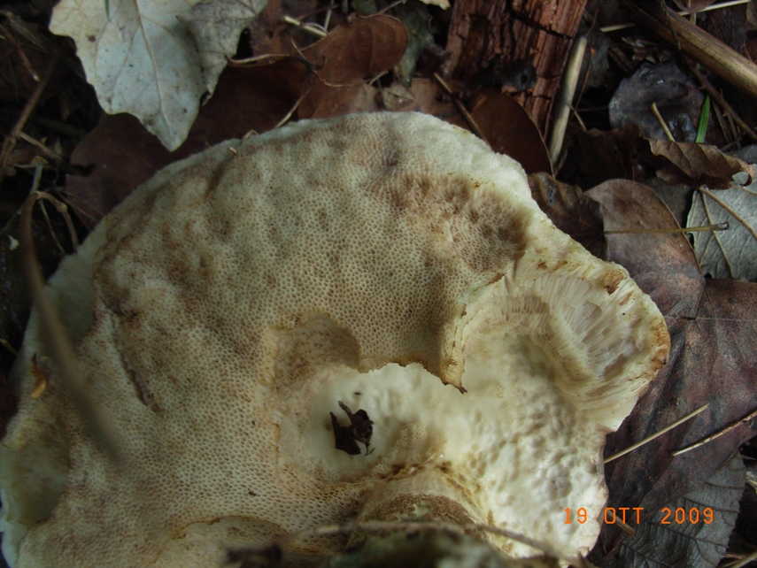 Boletus?